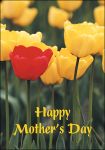 Holiday Cards: Mother's Day Tulip