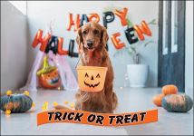Holiday Cards: Trick-or-Treat